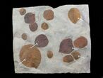 Fossil Leaf Plate (Zizyphoides & Davidia) - Montana #68351-1